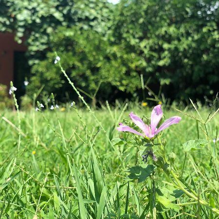 Apartmani Pavicevic Podgorica Zewnętrze zdjęcie